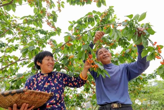 紅了！熟了！宜賓周邊櫻桃采摘攻略來啦！現(xiàn)在去正好！(圖13)