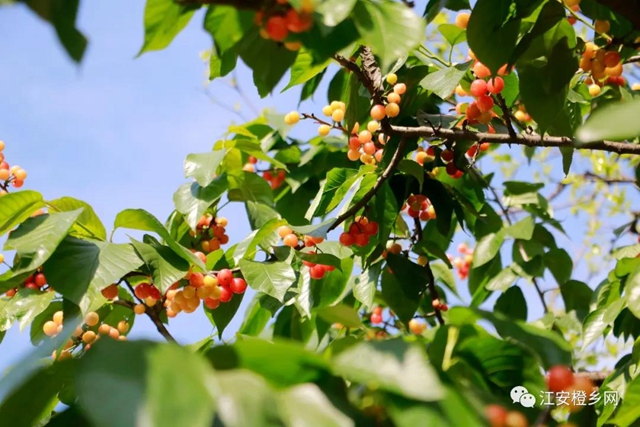 紅了！熟了！宜賓周邊櫻桃采摘攻略來啦！現(xiàn)在去正好！(圖16)