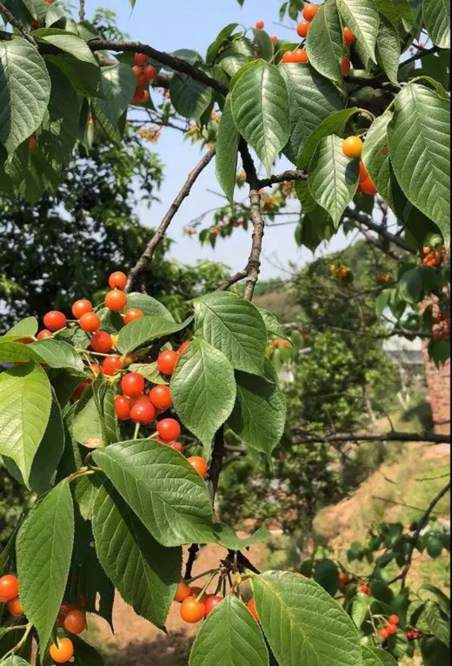 紅了！熟了！宜賓周邊櫻桃采摘攻略來啦！現(xiàn)在去正好！(圖19)
