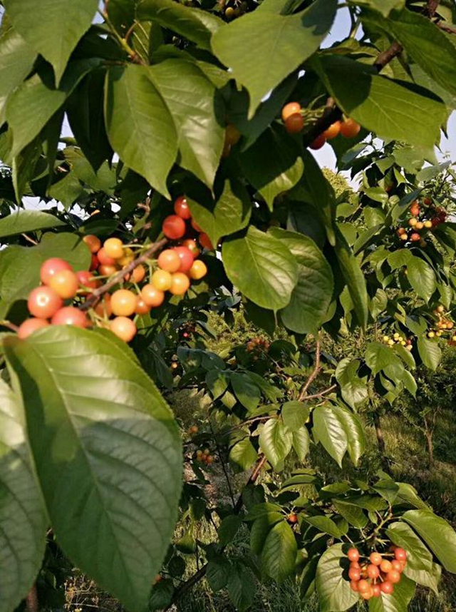 紅了！熟了！宜賓周邊櫻桃采摘攻略來啦！現(xiàn)在去正好！(圖18)