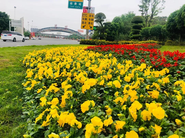助力酒博會(huì)，100萬盆鮮花妝點(diǎn)酒城！(圖5)