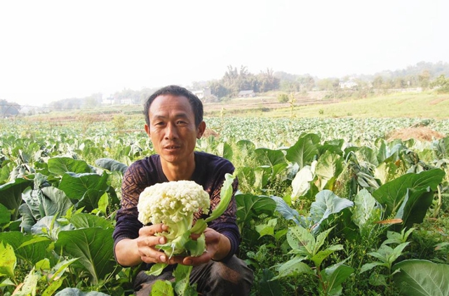 江陽鄉(xiāng)賢古正港：返鄉(xiāng)當(dāng)菜農(nóng)，富民還增收