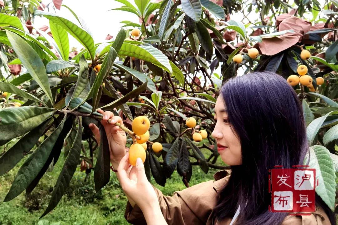 又大又甜！瀘縣這里的枇杷熟了(圖2)
