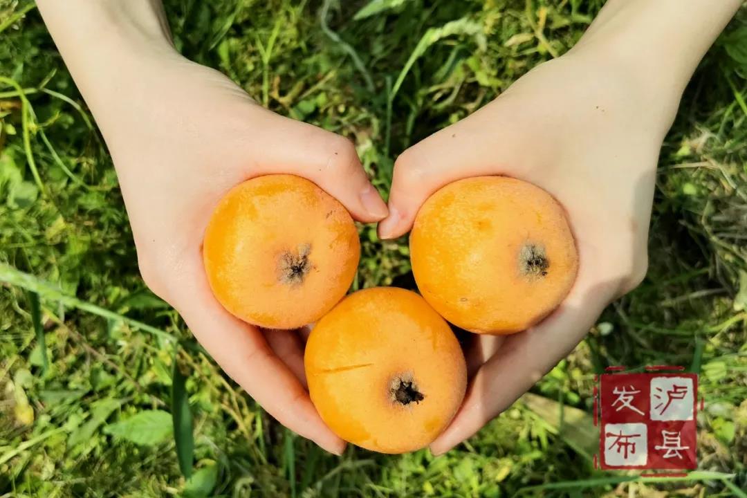 又大又甜！瀘縣這里的枇杷熟了(圖4)