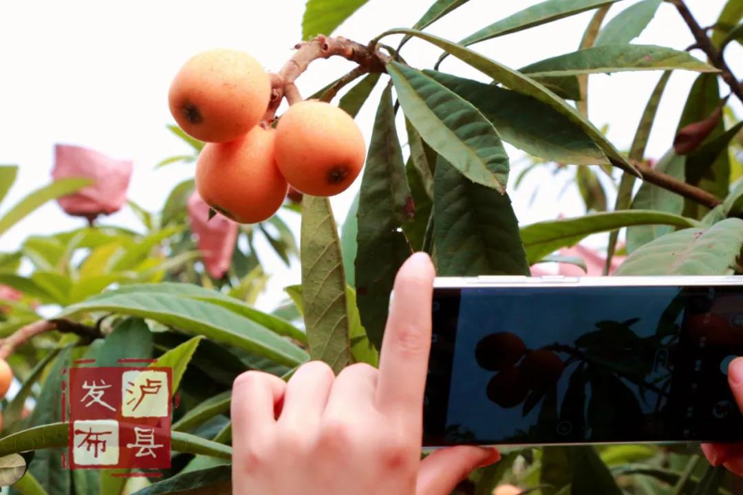 又大又甜！瀘縣這里的枇杷熟了(圖6)