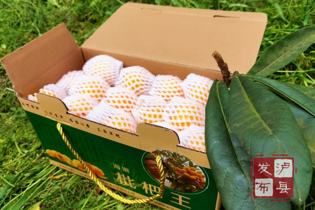 又大又甜！瀘縣這里的枇杷熟了(圖9)