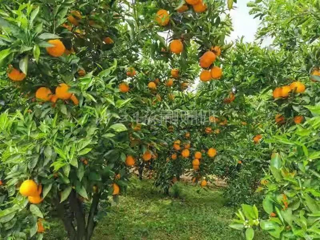 花果同樹，內江這里的晚熟血橙好“稀奇”(圖2)