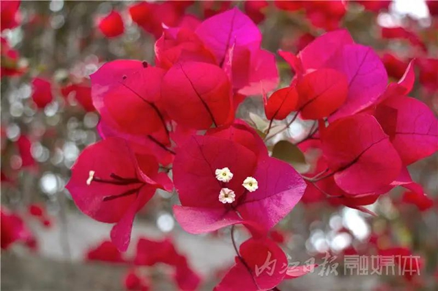 美哭！內(nèi)江城區(qū)數(shù)百米“花墻”驚動了好多攝影師(圖4)