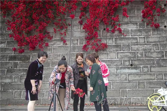 美哭！內(nèi)江城區(qū)數(shù)百米“花墻”驚動了好多攝影師(圖5)