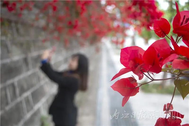 美哭！內(nèi)江城區(qū)數(shù)百米“花墻”驚動了好多攝影師(圖9)