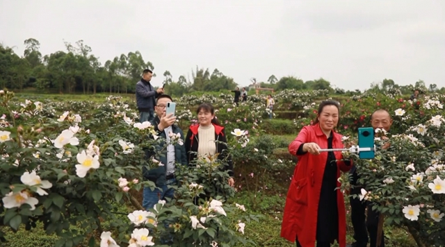 美如畫！合江這里漫山遍野刺梨花美山鄉(xiāng)(圖14)