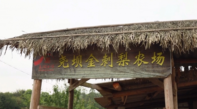 美如畫！合江這里漫山遍野刺梨花美山鄉(xiāng)(圖15)