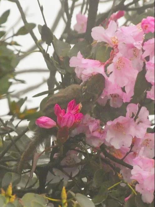 偷油偷米？瀘州這只老鼠還偷花……(圖2)