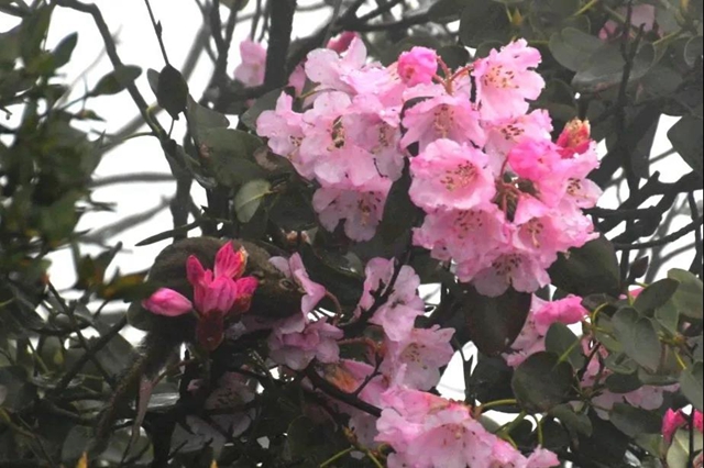 偷油偷米？瀘州這只老鼠還偷花……(圖3)