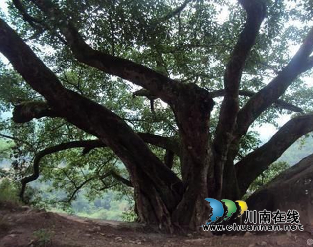 陳大剛：故鄉(xiāng)那棵黃桷樹（小說）
