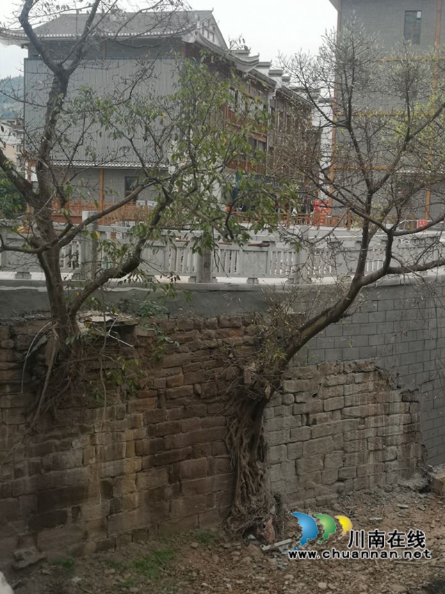 陳大剛：故鄉(xiāng)哪棵黃桷樹（小說）(圖12)