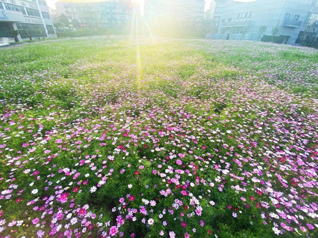 瀘州新晉網(wǎng)紅賞花地！挨斗張壩！停車、門票全免！(圖3)