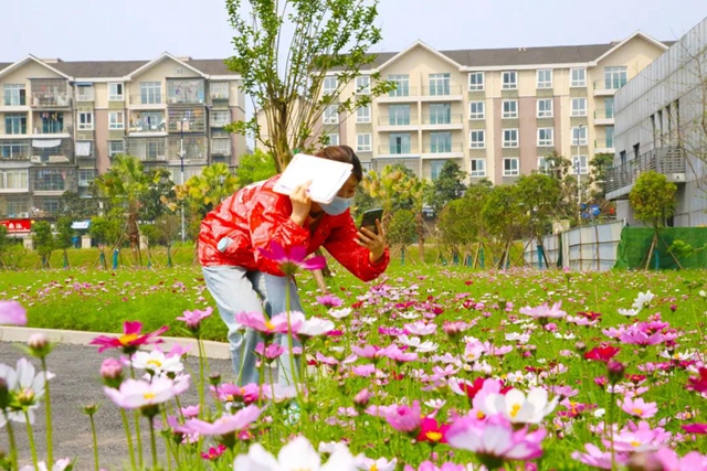 瀘州新晉網(wǎng)紅賞花地！挨斗張壩！停車、門票全免！(圖20)