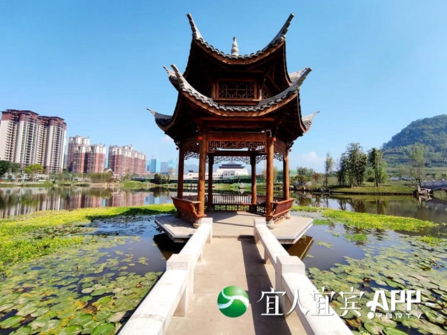 宜賓龍頭山竹文化生態(tài)公園5月1日部分開園(圖1)