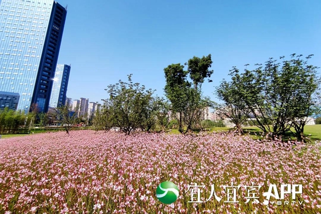 宜賓龍頭山竹文化生態(tài)公園5月1日部分開園(圖3)