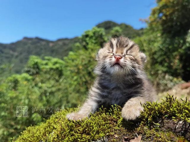 古藺黃荊老林發(fā)現(xiàn)的這只“貓”太萌了，還是國家二級保護(hù)動物(圖7)