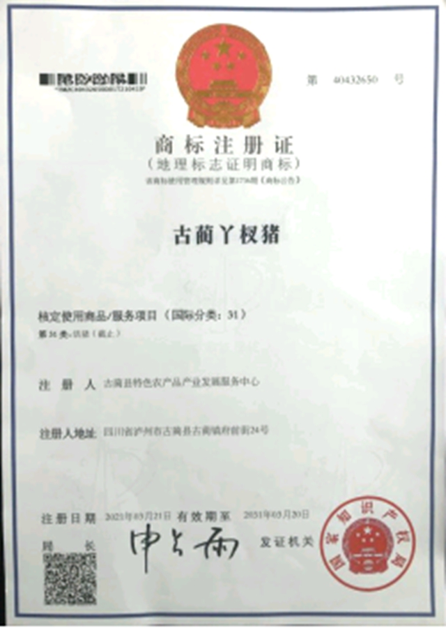 丫杈豬上榜！ 古藺國家地理標志證明商標增至6件(圖2)