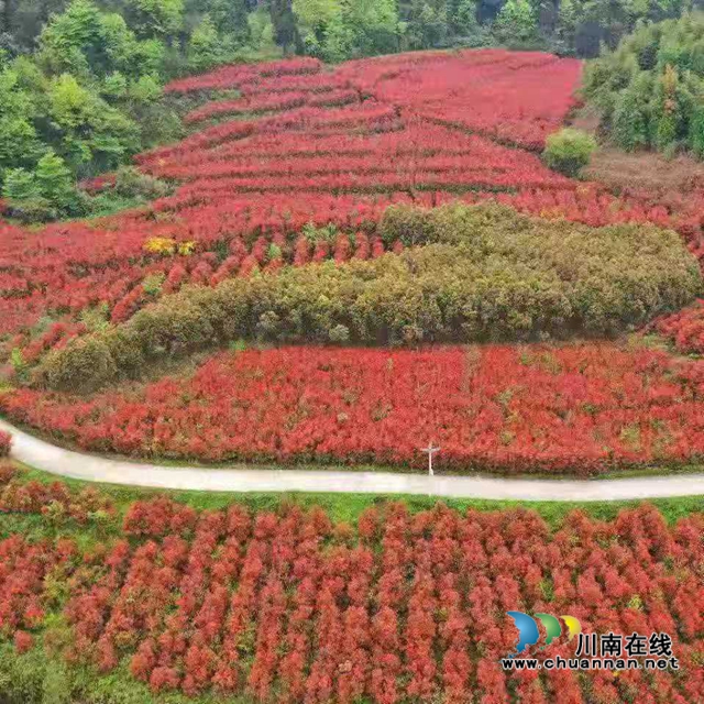 古藺：多措并舉興產(chǎn)業(yè)，省僑聯(lián)傾力幫扶顯成效(圖1)