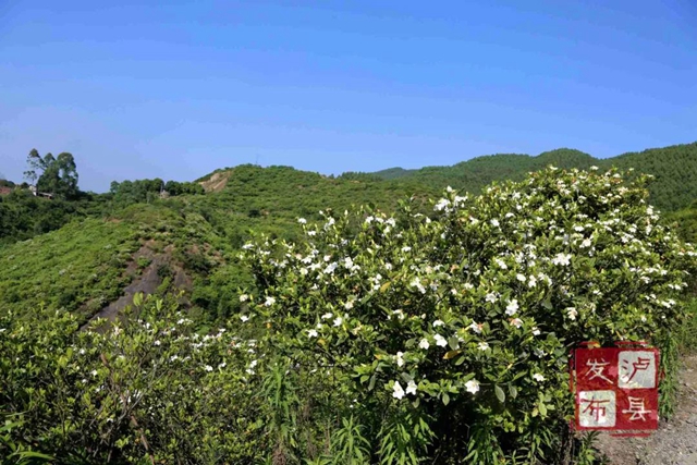 瀘州又上央視啦！千畝梔子花盛放，展現(xiàn)鄉(xiāng)村大美風(fēng)光(圖9)