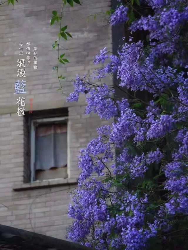 別“藍(lán)”我，就要這樣“紫”！(圖14)