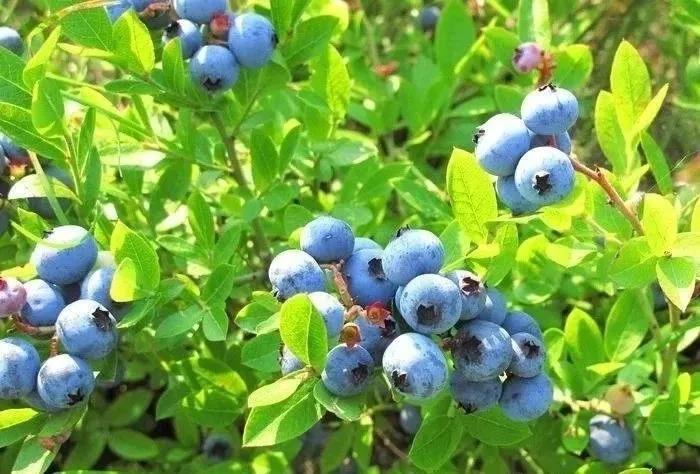 高甜預(yù)警！瀘州近郊最新采摘攻略上線(圖1)