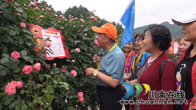 古藺：花海迷宮引客來，苗鄉(xiāng)賞花上學(xué)黨史(圖3)