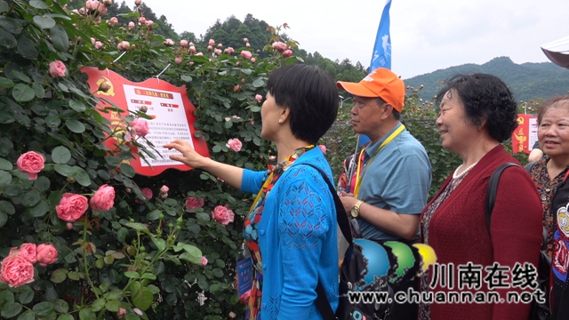 古藺：花海迷宮引客來，苗鄉(xiāng)賞花上學(xué)黨史(圖2)