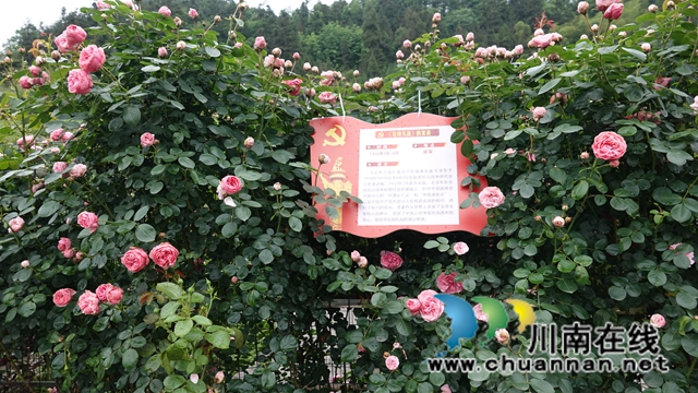古藺：花海迷宮引客來，苗鄉(xiāng)賞花上學(xué)黨史(圖7)
