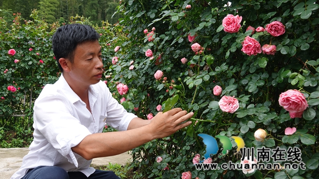 古藺：花海迷宮引客來，苗鄉(xiāng)賞花上學(xué)黨史(圖8)