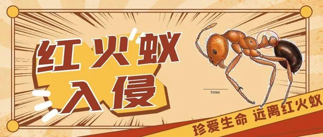 【緊急提醒】紅火蟻已到達瀘州這5個地方！有你嗎？