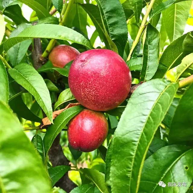 敘永赤水河油桃甜脆上市啦，嘗鮮正當(dāng)時(shí)！(圖4)