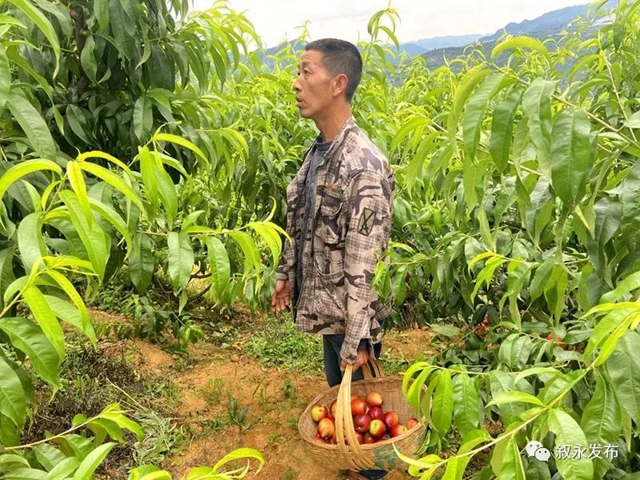 敘永赤水河油桃甜脆上市啦，嘗鮮正當(dāng)時(shí)！(圖5)