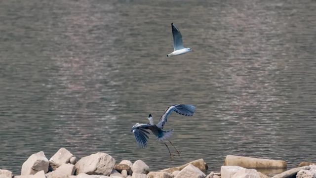 瀘州市生態(tài)環(huán)境系統(tǒng)生物多樣性保護(hù)主題攝影作品展播(圖1)