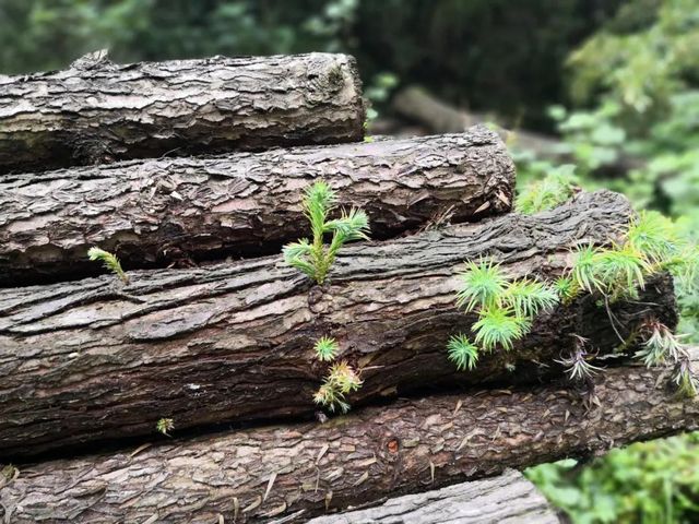 瀘州市生態(tài)環(huán)境系統(tǒng)生物多樣性保護(hù)主題攝影作品展播(圖12)