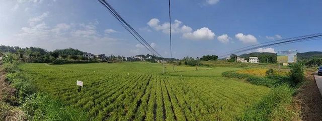 “雜交水稻之父”走了，生前關(guān)注富順再生稻發(fā)展(圖2)