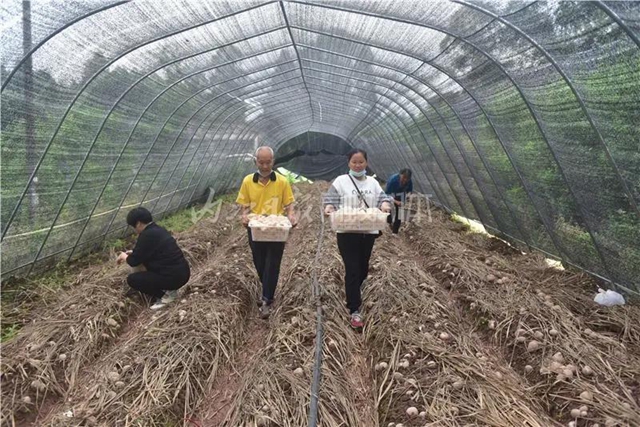 搶“鮮”上市！內(nèi)江這里的“白裙仙子”太惹人喜歡了！(圖8)