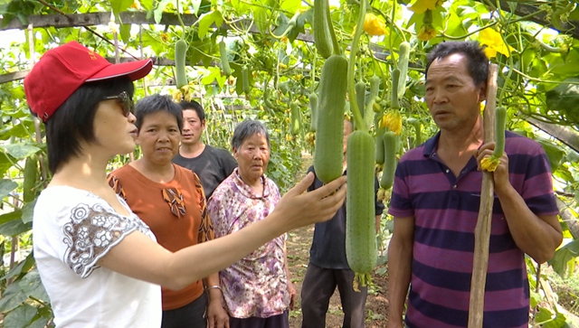 華陽街道西岸村：科技特派員支招，百畝絲瓜滿枝頭(圖2)