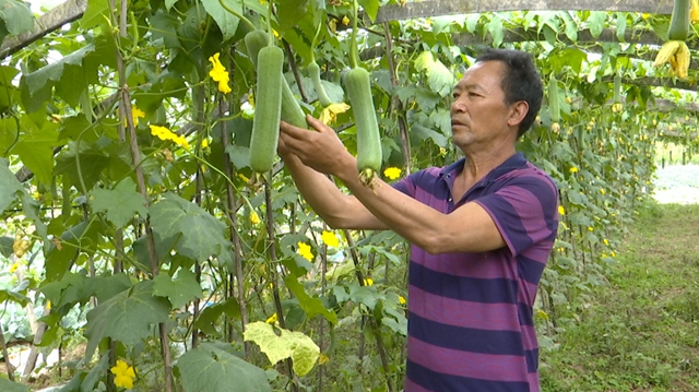華陽街道西岸村：科技特派員支招，百畝絲瓜滿枝頭(圖4)