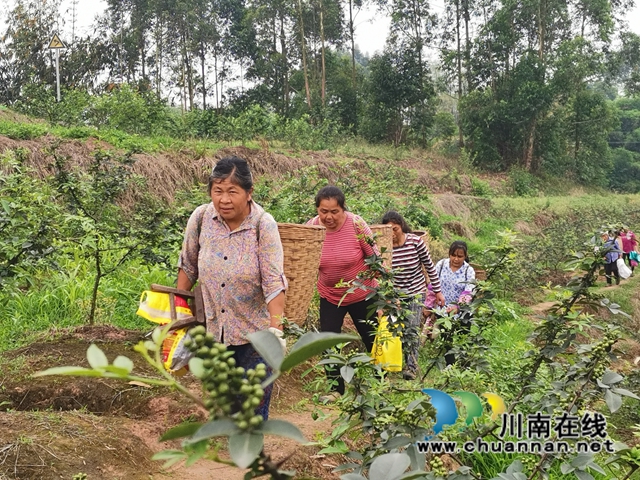 鮮銷價格高　瀘縣青花椒助農(nóng)增收(圖2)