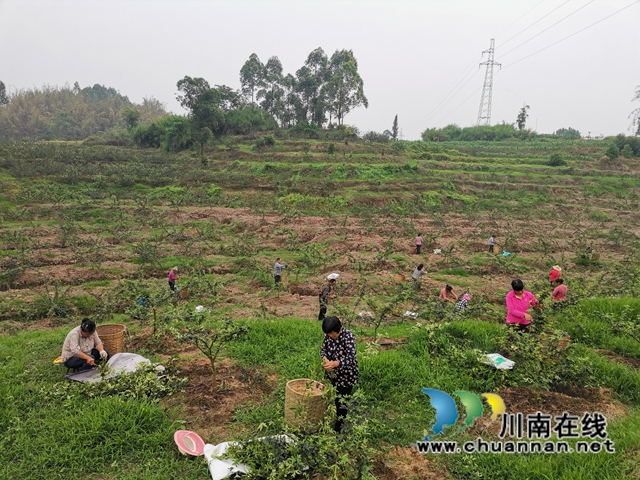 鮮銷價格高　瀘縣青花椒助農(nóng)增收(圖5)