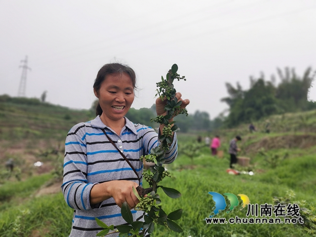 鮮銷價格高　瀘縣青花椒助農(nóng)增收(圖4)