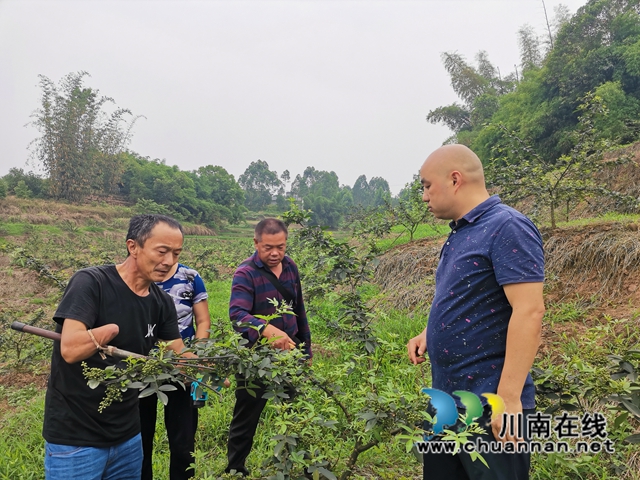 鮮銷價格高　瀘縣青花椒助農(nóng)增收(圖6)