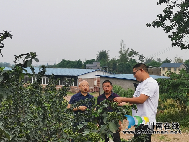 鮮銷價格高　瀘縣青花椒助農(nóng)增收(圖8)