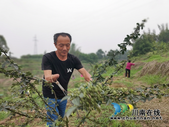 鮮銷價格高　瀘縣青花椒助農(nóng)增收(圖7)