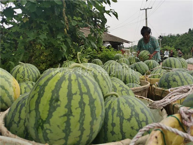 幫幫我！內江瓜農求助：再有四五天，地里三萬斤西瓜就要爛了......(圖4)